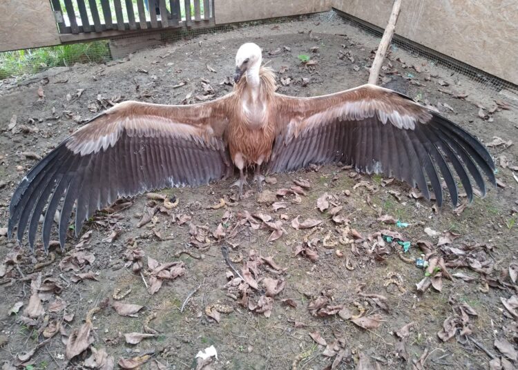 Vultur sur la Centrul de Reabilitare a Animalelor Rănite administrat de Milvus Group Mureș