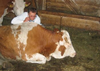 Dumitrița Gliga, deputat PSD Mureș: De ce sunt medicii veterinari de liberă practică desconsiderați și ignorați de Guvern?