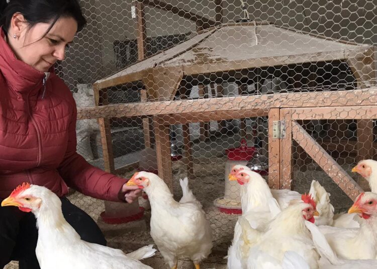 Dumitrița Gliga, deputat PSD Mureș: De ce guvernul nu susține zootehnia și micii producători români?