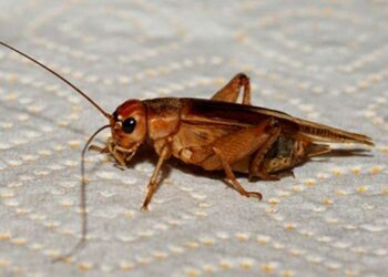 Greierele de casă – a treia insectă autorizată ca ingredient alimentar pe piața UE