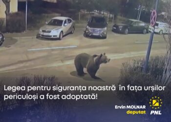 Ervin Molnar, deputat: Vot pentru siguranța cetățenilor în fața urșilor periculoși