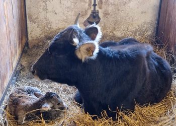Grădina Zoologică din Târgu Mureș se implică activ în salvarea unei rase autohtone de bovine denumită „Mocăniță”