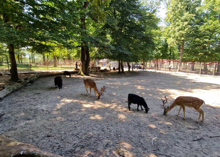 Zoo Târgu Mureș: Se deschide pădurea lopătarilor