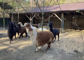 Animale noi la Grădina Zoologică Târgu Mureș!