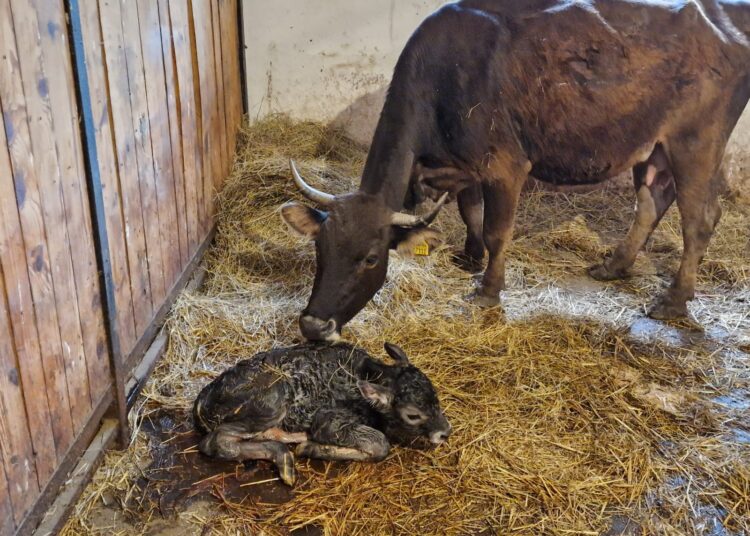 Nouă Speranță la Grădina Zoologică Târgu Mureș: S-a născut un vițel de rasă Mocană!