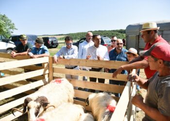 Ciprian Dobre, deputat PNL Mureș: Zootehnia devine o prioritate europeană. Fermierii români trebuie să simtă acest sprijin în fermele lor.